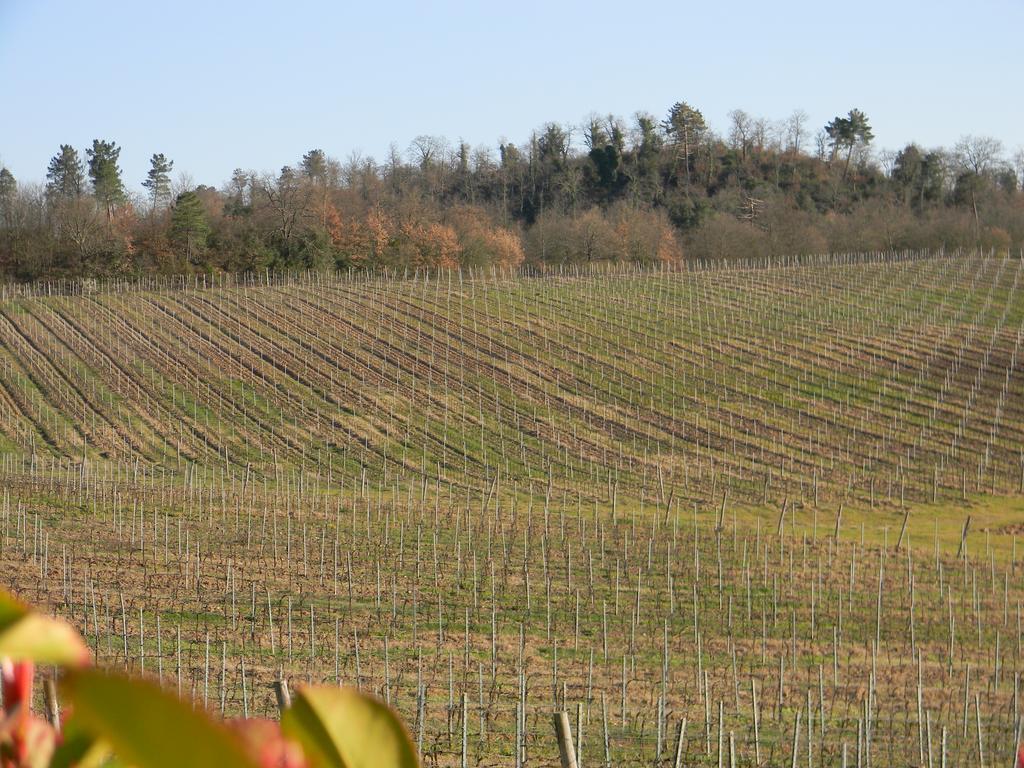 Agriturismo Podere La Selva Villa Serre Di Rapolano Exterior photo